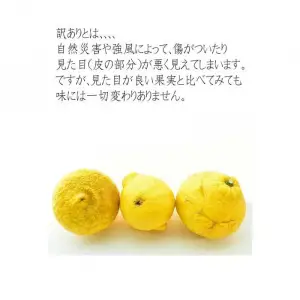 はるかみかん 6kg 訳あり みかん 和歌山県海南市より農園直送 2027年3月から4月中旬頃順次発送［Mg29］