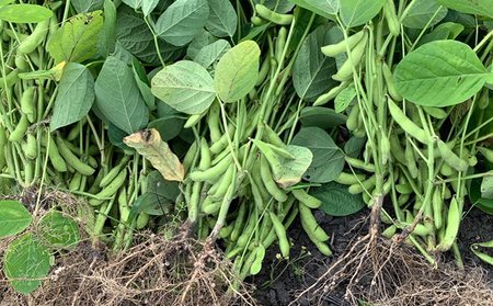 【2026年6月中旬より順次発送】枝豆 静岡県産 茶豆風味 えだまめ 1kg【配送不可：北海道・沖縄・離島】 野菜 豆類 つまみ お酒のあて ビールのおつまみ 直送 食べ物 朝どり枝豆 程よい香り 甘み