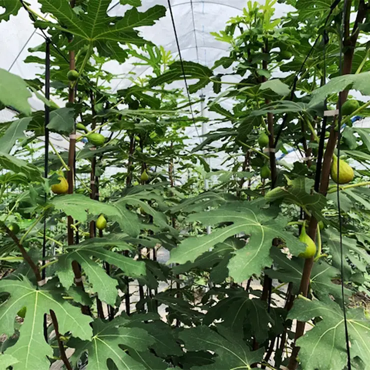 白いちじく茶（３袋）/農薬・化学肥料不使用/ファーストフラッシュ	いちじく																															 																																			