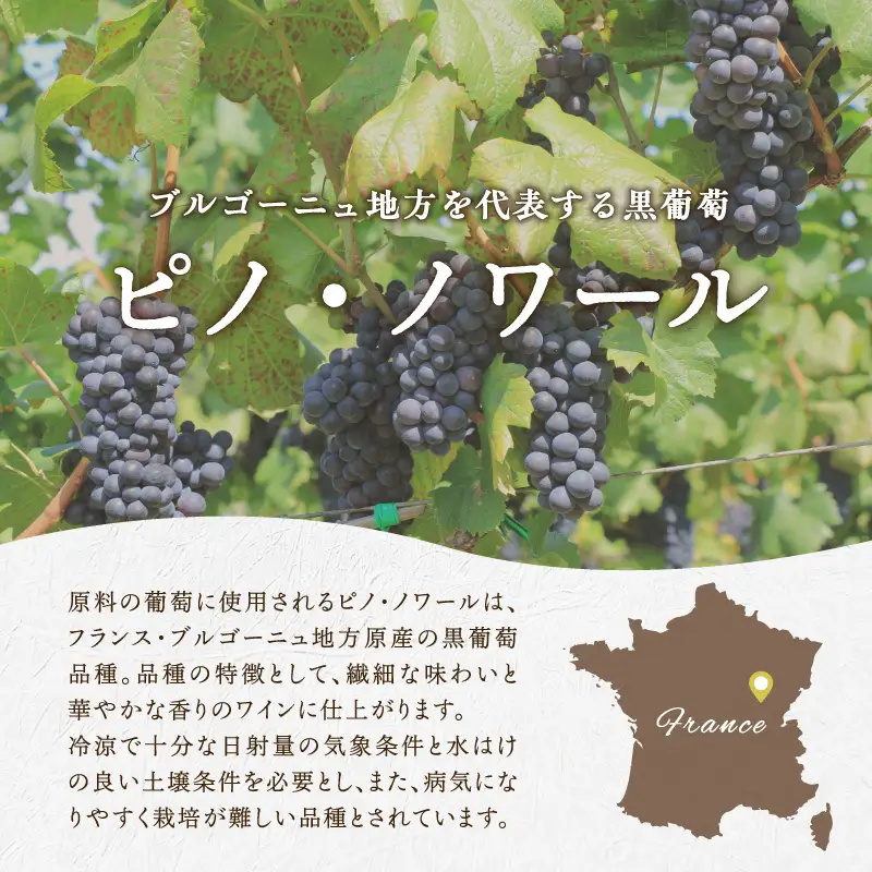 ロンドン国際ワインコンクール2024 銅賞受賞 北海道 ワイン おたる ピノ・ノワール 2020 750ml × 1本 ミディアム 赤ワイン 余市町産 ぶどう 酒 洋酒 果実酒 アルコール 繊細 果実味 北海道産 スプレス お取り寄せ_Y020-0696