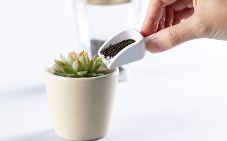 多肉植物用の土と容器のセット スターターキット 多肉植物を育てたい方向け F4H-0272