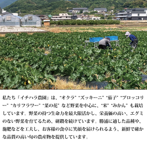 【定期便6回/2か月毎】市原農園 お米と農産物