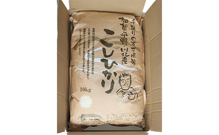 【令和7年度産】手取りのすず風米こしひかり　白米10kg 