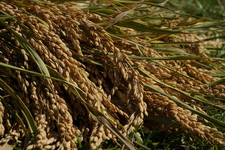 【 四万十源流 育ち 】特別栽培 大野見米 にこまる 5kg ( 白米 ) ご飯 米 お米 にこまる 四万十