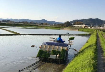 【満田園芸】嶺岡米 コシヒカリ 精米 5kg ちばエコ農産物認証品 [0015-0072]
