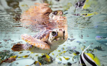 【鴨川シーワールド】１Dayチケット 大人（高校生以上）１枚　[0012-0060]