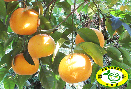 【初夏の味覚】鴨川産 甘夏房の『カモガワ甘夏』９kg以上《期間限定》《数量限定》《4月～5月配送》ちばエコ農産物 減農薬 あまなつ アマナツ みかん 柑橘 産地直送 フルーツ 旬 [甘夏房][0011-0072]