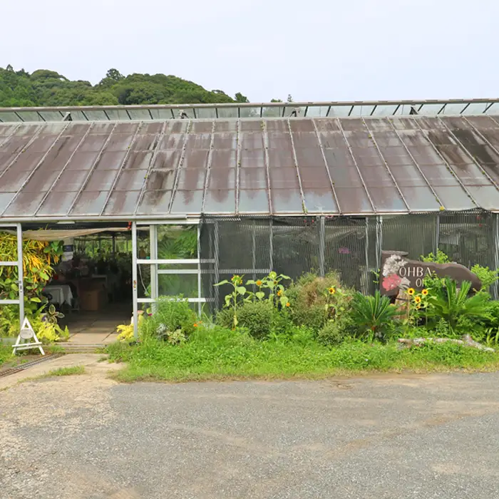 【大場蘭園】鴨川発季節の洋蘭寄せ植え(中)  [0020-0058]
