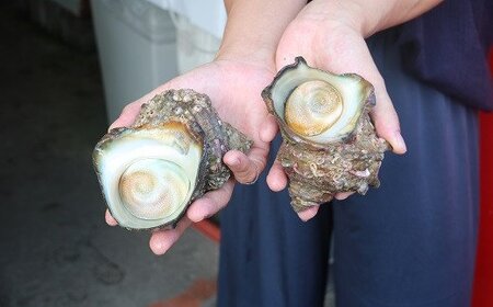 [日時指定必須]金目鯛しゃぶしゃぶ６人前・サザエ５個セット [0030-0051]