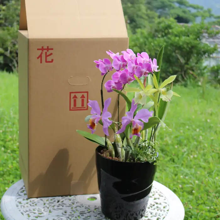 【大場蘭園】鴨川発季節の洋蘭寄せ植え(大)  [0030-0084]