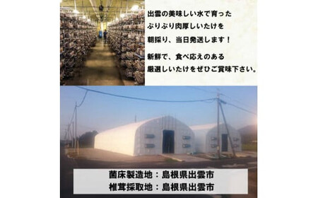 朝採り新鮮！分厚いしいたけ　チビしいたけセット