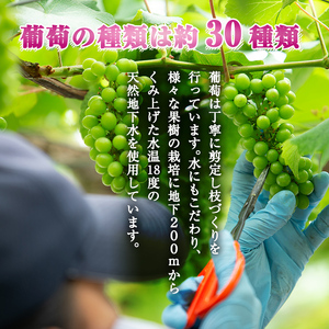 B0-206 ＜先行予約受付中！2026年8月中旬～10月中旬の間に発送予定＞数量限定！シャインマスカット(約1.5kg以上)【さくら農園】霧島市 ぶどう シャインマスカット フルーツ 果物 期間限定