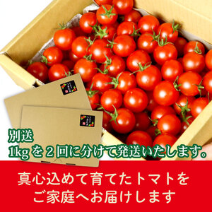 ミニトマト 予約受付 1kg × 2回発送 【ミニトマト】 山本農園