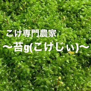 123-10　こけ専門農家直送!!スギゴケの種10L