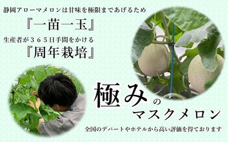 【通年出荷】 高級 マスクメロン 白級 1玉  化粧箱入 