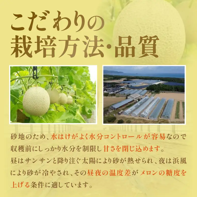 【先行予約／数量限定150】砂姫メロン1玉！（2026年6月下旬～発送）メロン