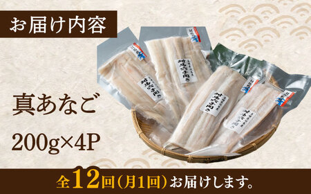 【全12回定期便】対馬 穴子 開き 800g [WAD031]アナゴ あなご 天ぷら 穴子重