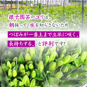 ユリ専門農家 猿子園芸 が贈る 雫石町産 白色 ユリ 20輪 以上 4本 ～ 5本 仏花用 ／ ゆり 百合 白 花 お花 花き 生花 フラワー HANA 花束 仏花 お供え 供花 慶弔 仏事 法事 お悔やみ 命日 1周忌 一周忌 3回忌 三回忌 7回忌 七回忌 四十九日 仏壇 墓参り おすすめ
