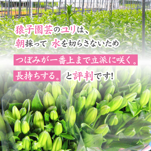 ユリ専門農家 猿子園芸 が贈る 雫石町産 白色 ユリ 20輪 以上 4本 ～ 5本 鑑賞用 ／ ゆり 百合 白 花 お花 花き 生花 フラワー フラワーアレンジメント プレゼント ギフト フラワーギフト 祝い花 お祝い 贈り物 HANA 花束 鑑賞 人気 おすすめ