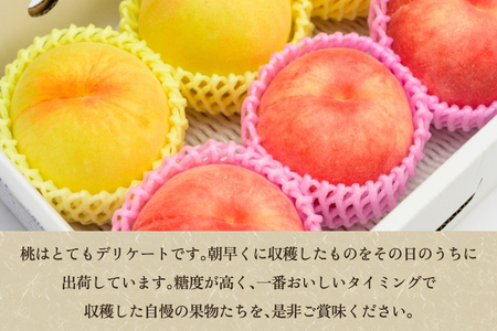 【2026年先行予約】新潟県産 厳選旬のもも 約2kg（1品種） 桃