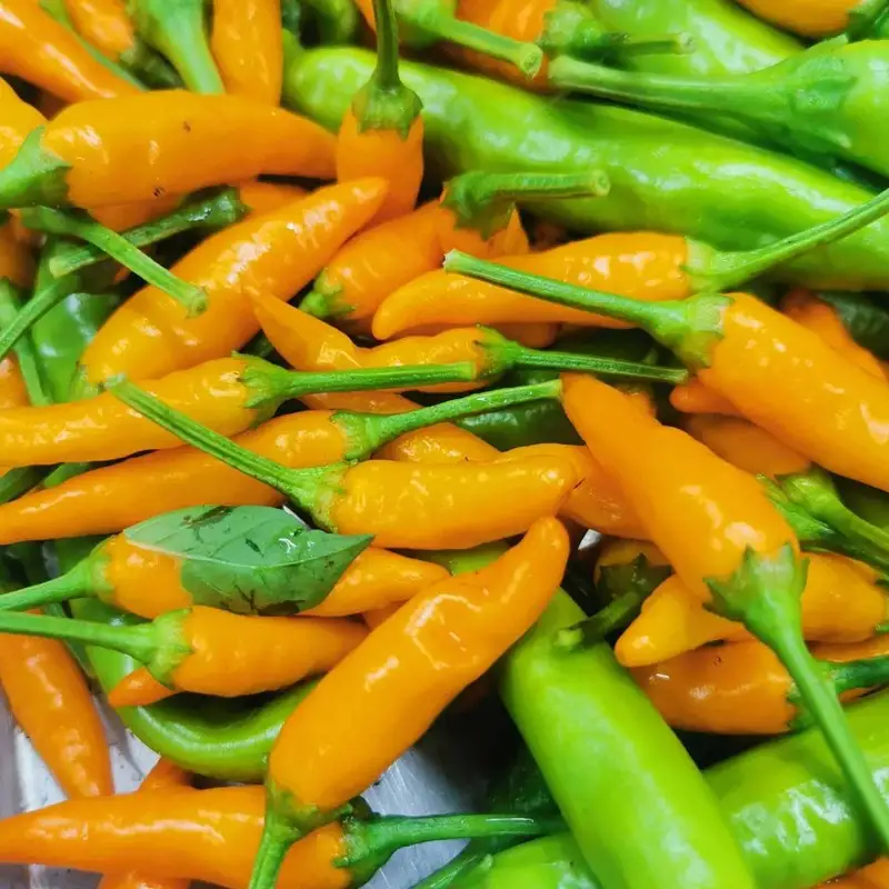 久美浜産 柚子唐辛子セット 3個 ｜ 唐辛子