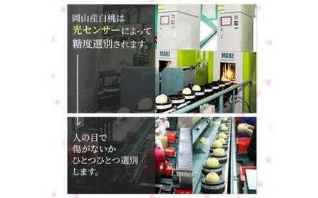 岡山白桃 ロイヤル 3玉入り（合計約900g）【2026年7月上旬～8月下旬 発送予定】【もも 桃 白桃 果物 フルーツ 国産 人気 おすすめ 岡山県 倉敷市】