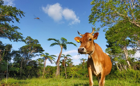 ジャージー牛乳 無添加カップアイス6個入