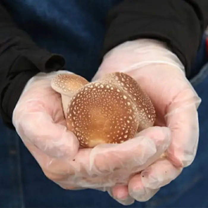 山口県産しいたけ「ひよりちゃん」バラエティセット【ひよりの里】