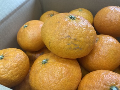 【2027年先行予約】訳あり 甘平 5kg ご家庭用 【2027年2月上旬以降発送】 人気 数量限定 みかん 愛媛 柑橘 伊予市｜B151
