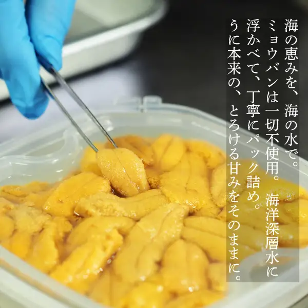 【2026年6月上旬から順次発送】【海洋深層水使用】北海道産 生うに 120g×1個 キタムラサキウニ 直送 旬 パスタ 寿司 焼き うに丼 海鮮 せたな町 ふるさと納税