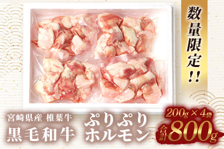 宮崎県産 椎葉牛 ぷりぷりホルモン（小腸）もつ鍋・焼肉用 200g×4P（800g）国産牛 ホルモン 牛モツ もつ もつ鍋 ホルモン単品 焼肉 BBQ TK-82