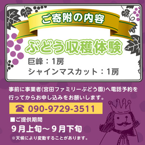 ＜先行予約受付中！2026年8月上旬以降順次発送予定＞ぶどう収穫体験(巨峰1房、シャインマスカット1房)体験 収穫体験 巨峰 シャインマスカット ぶどう 葡萄 フルーツ 果物 くだもの【100702700】【宮田ファミリーぶどう園】