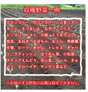【5ヶ月定期便】旬の野菜7種『たくみのほほ笑みセット』（2026年7～11月出荷／北海道・九州・沖縄県・離島は配送不可） 旬彩 長野県 信州 おまかせ 高原  産地直送 季節 詰合せ 有機 栽培 先行予約