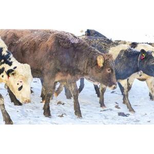 6カ月 定期便 ミルキークラウン バニラアイスクリーム10個|  アイス