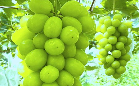 シャインマスカット 2房 bloom leaf シャインマスカット BKBI001