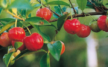 おいしい酢卵木箱セット（360ml×3本） BKAA012