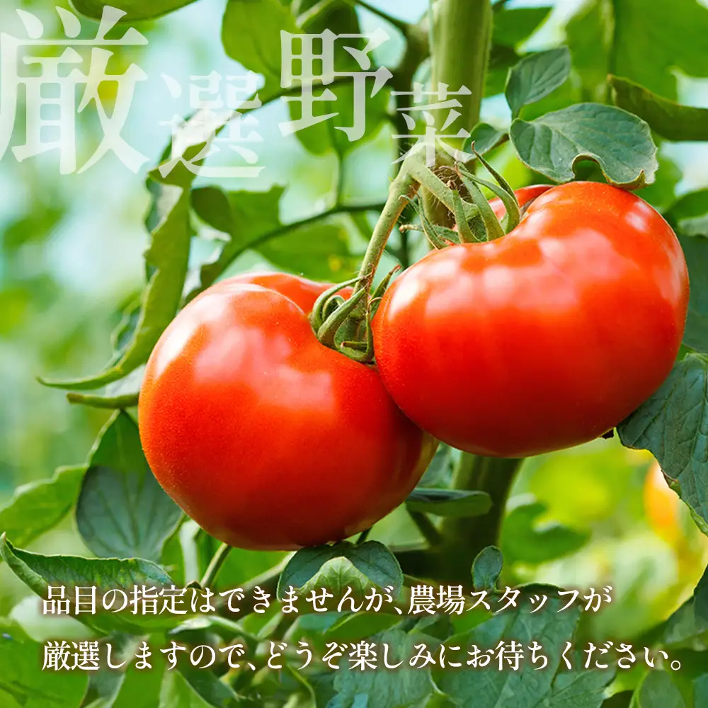 農家直送！栄ファームのお野菜セット SA091_006
