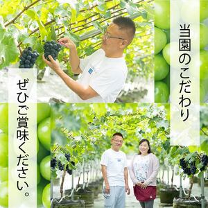 【2026年8月中旬頃から順次発送】ぶどう ナガノパープル 1kg バラ粒 500g 2パック | 美味しい葡萄 小分け 新着 ブドウ 葡萄 人気 フルーツ ブドウ1kg くだもの 甘いぶどう マスカット 早朝 松山市産ぶどう 収穫 ながのぱーぷる 朝採れ ギフト 贈答 期間限定 愛媛県産ブドウ ナチュラルファームｅｎ 【GL005】