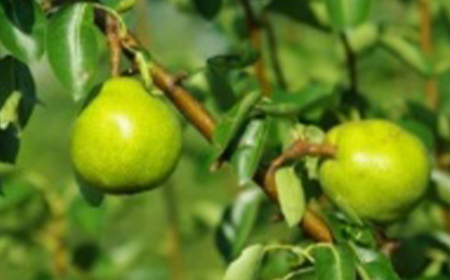 ≪2026年先行予約≫ 山形県産 ラ・フランス 3kg なし ナシ 梨 デザート フルーツ 果物 くだもの 果実 食品 山形県 FSY-2693