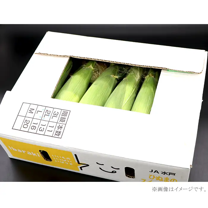 326 とうもろこし ピュアホワイト 約5kg 13本 朝採れ 白 茨城 先行予約 2026年7月頃～発送予定