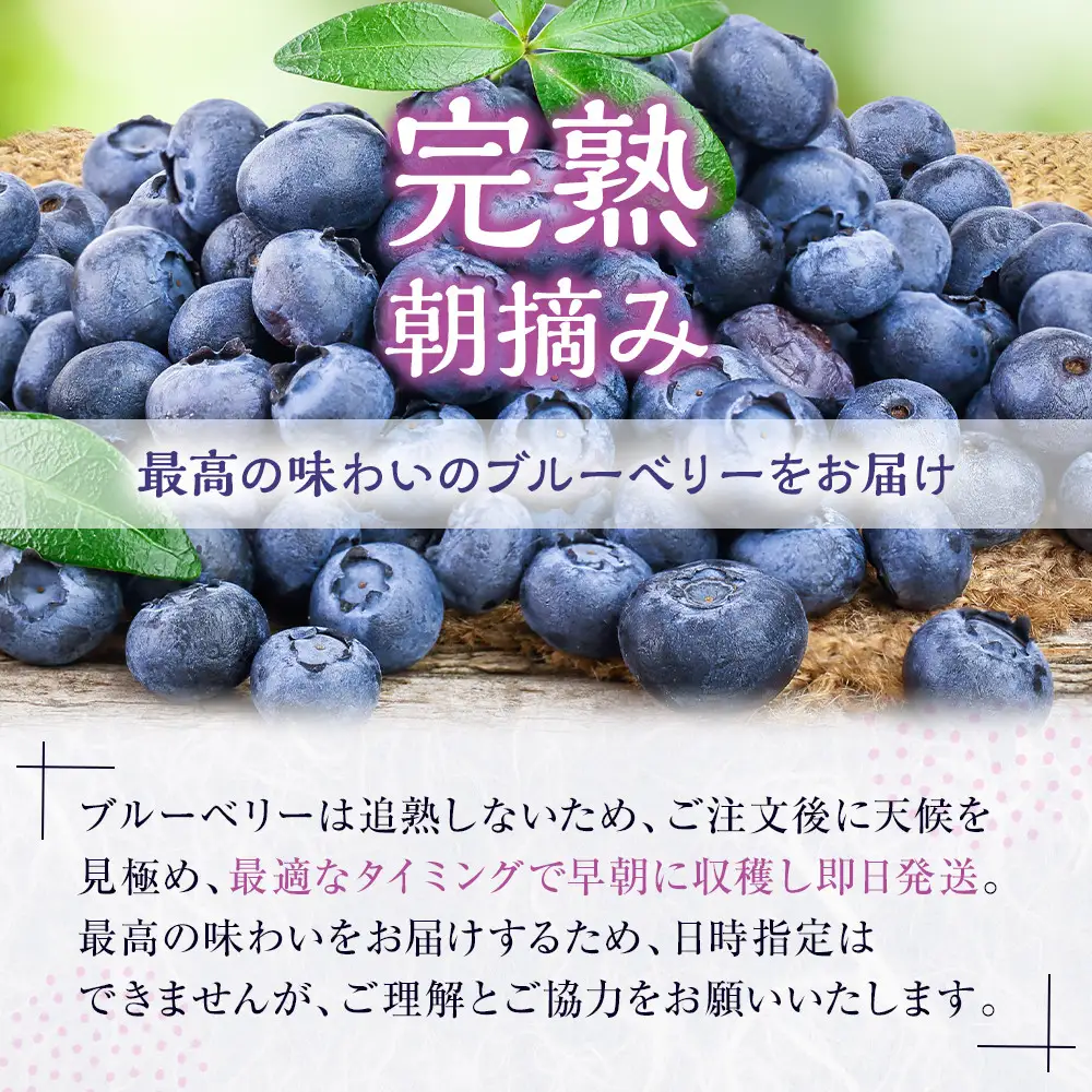 南紀白浜産ブルーベリー 約400g