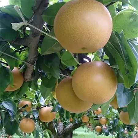 栃木県小山市産「梨」香麗 5kg【1413077】