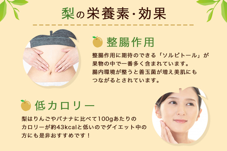 【数量限定 / 夏季限定】 梨（新高）約5kg 梨 なし ナシ 日本梨 にいたか ニイタカ 17-Y 【9月中旬以降発送予定】