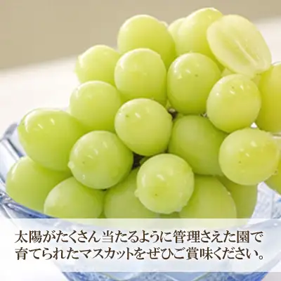 【2026年先行受付】シャインマスカット 約1kg（2房)【シャインマスカット ぶどう ブドウ 葡萄 フルーツ 果物 くだもの さっぱり上品 人気 2房 先行予約 ギフト 贈答用 プレゼント 贈り物】