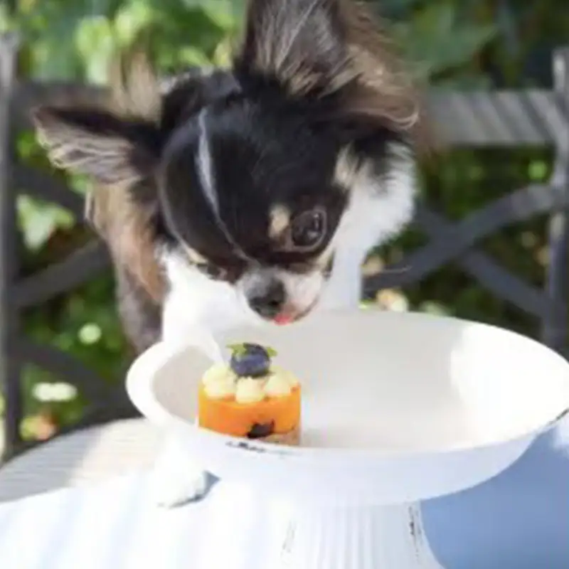 ペットフード(犬のおやつ)　小型犬用鹿肉のタルトケーキ風セット【ペットフード ペット 動物 犬 餌 エサ 小型犬 愛犬 愛犬家 愛犬用 スイーツ タルト おやつ 犬用 ペット用 ご褒美 福岡県 筑前町 ふるさと納税 送料無料 CH001】