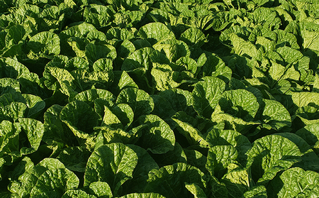 信州高原塩熟野菜（オレンジクイン）約10kg 4玉 産地直送 葉物野菜 甘い やわらかい サラダ 生食 オレンジ白菜 白菜 まろやか 食材 料理 調理