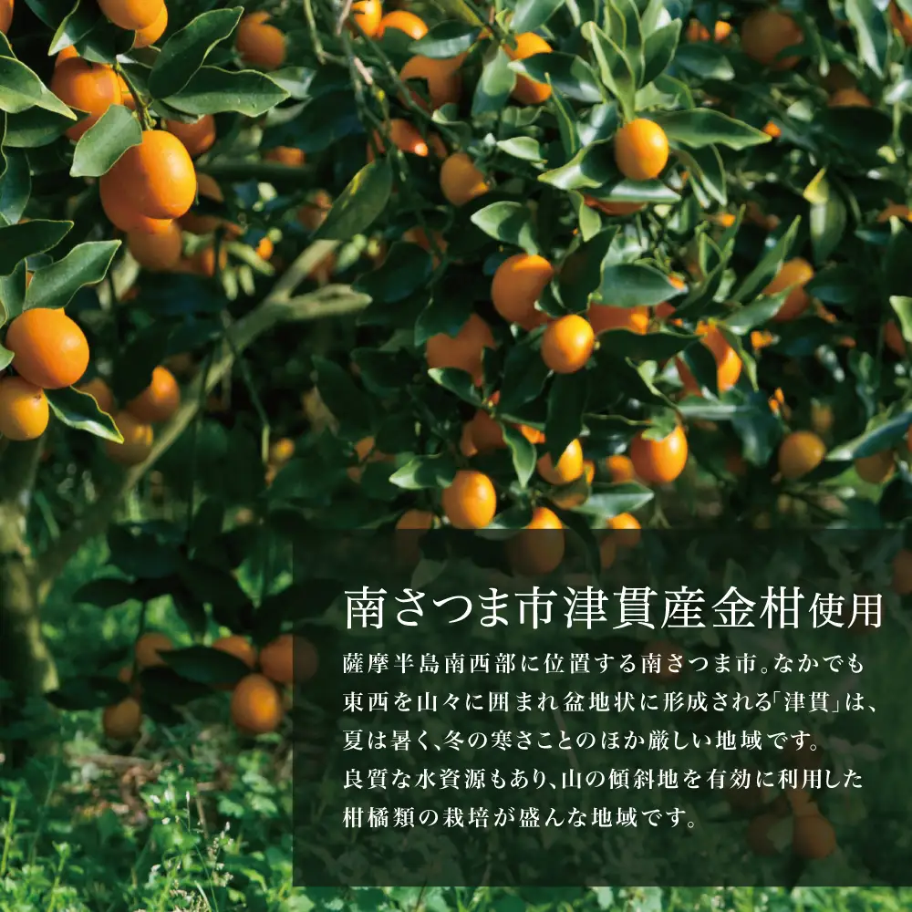【本坊酒造】金柑リキュール TSUNUKI KUMQUAT（ツヌキ カムクワット） 700ml 酒 お酒 果実酒 柑橘 フルーツ 40% 40度 700ml マルス 津貫 本坊酒造 南さつま市