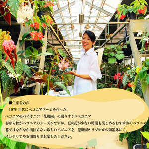 花郷園オリジナル　恋する水玉ベゴニア「流れ星」【花・フラワー・インテリア・屋内・屋外・ギフト・鉢植え・園芸・初心者】