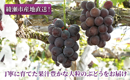 大玉 ぶどう 藤みのり 2房 セット 詰め合わせ 高級品種 ブドウ 葡萄 果物 くだもの フルーツ 藤稔り 旬の果物 旬のフルーツ 季節の果物 季節のフルーツ 産地直送 ギフト 贈り物 プレゼント 神奈川 神奈川県 綾瀬市