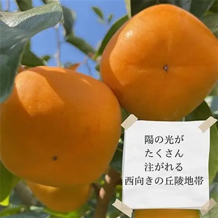 【令和8年10月上旬から発送】たねなし柿L～2Lサイズ(16～18個入り)_果物・フルーツ 柿（カキ）  かき_【配送不可地域：離島】【1410559】
